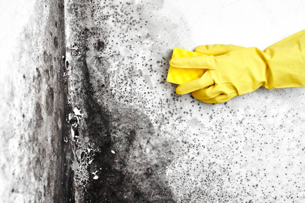 Best Residential Mold Removal  in Shoshone, ID