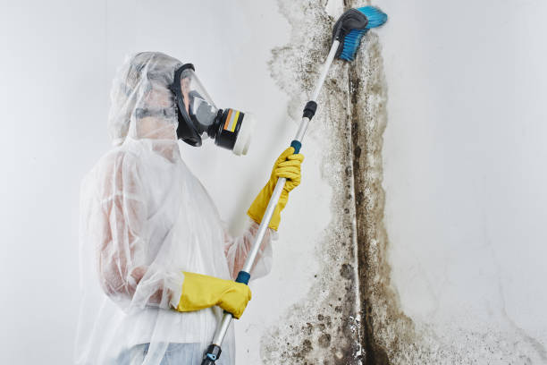Best Attic Mold Removal  in Shoshone, ID