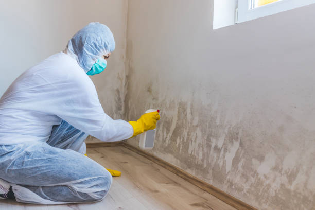 Best Mold Removal Process  in Shoshone, ID