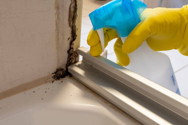 Best Crawl Space Mold Removal  in Shoshone, ID