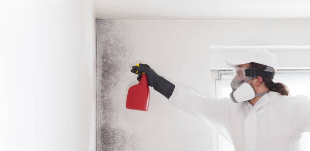 Best Professional Mold Removal  in Shoshone, ID