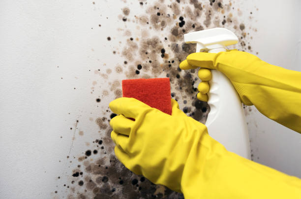Best Fast Mold Removal  in Shoshone, ID