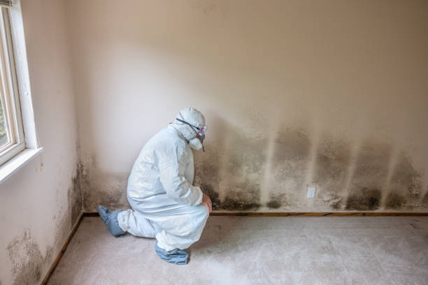 Mold Removal Process in Shoshone, ID