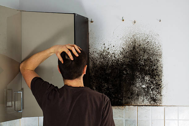 Best Mold Remediation  in Shoshone, ID
