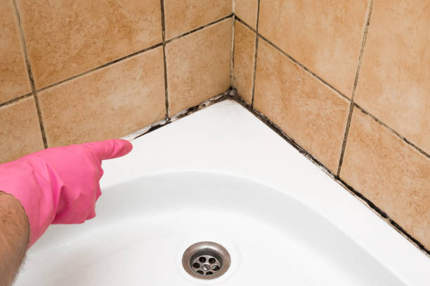 Best Office Mold Removal Services  in Shoshone, ID